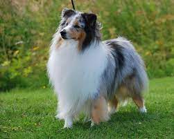 The Shetland Sheepdog Or Sheltie As It Is Commonly Called Is A Rough Coated Longhaired Working Dog H Shetland Sheepdog Blue Merle Herding Dogs Dog Breeds