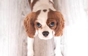 Wenn ihr hund frisches oder dunkles blut, schleim oder eine blutähnliche konsistenz und färbung im stuhl hat, ist detektivische spurensuche nach der ursache angesagt. Blut Im Stuhl Beim Hund Ursachen Diagnose Behandlung Fellomed