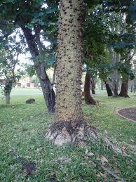 Image result for Erythrina livingstoniana