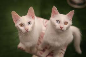 Kittens Ozkan Bilgin Anadolu Agency Getty Images Hayvanlar Hayvan