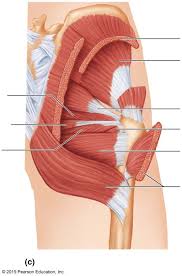 Let's take a look at the basic hamstring exercises that will help you to. Chapter 9 Glutes Diagram Quizlet