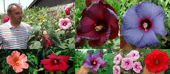 Image result for Hibiscus Red 2017 Vito