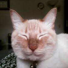 Often the skin is sore, red and inflamed. Cat Acne It S Real And Here S How You Can Treat It Peta