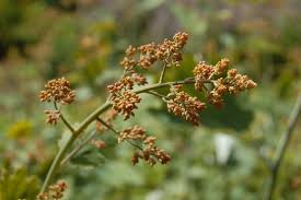 Image result for Macleaya