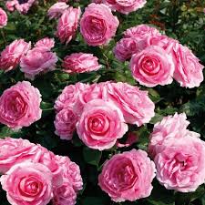 Feel free to copy the promo code and take advantage of this great voucher: Buy Rose Mum In A Million Syn Mille Hybrid Tea Rosa Mum In A Million Poulren013 Pbr
