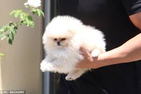 Kim Kardashian Grabs Her Chest As She Carries North Puppies Pomeranian Puppy Kim Kardashian Kim kardashian's pets have a short shelf live but it appears the family pup sushi is still alive and north west's dog sushi, who was rumored to be dead, appeared alive and well in a photo from kim.