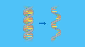 Mrna vaccines are a new type of vaccine to protect against infectious diseases. Mrna Aufbau Funktion Und Degradation Mit Video