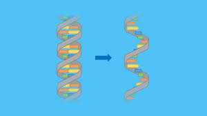 Perhaps the scientific establishment will conclude that the technology benefited in the pandemic from a uniquely simple nemesis. Mrna Aufbau Funktion Und Degradation Mit Video Mit Video