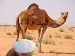 حليب الابل فوائد لا حصر لها للجسم والبشرة والشعر الطب العربي البديل