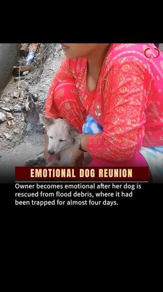 Sweetie, a deaf pet dog, survived alone for 5 days after the Nepal floods.  She reached a rooftop and remained there as the water rose around her.  After days apart, Sweetie was