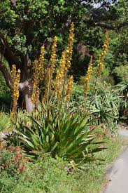 Image result for Wachendorfia