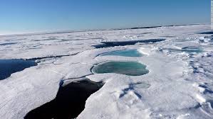 List of animals that live in the arctic ocean. New Chlamydia Species Discovered Deep Under The Arctic Ocean Cnn