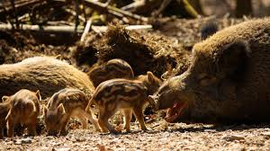 Native wild boar can be found throughout northern and central europe, the mediterranean and as far south as indonesia. Wild Boars Are Huge And Vicious German Town Learns After Rampage