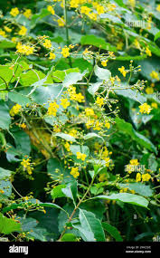 Image result for Malpighiaceae