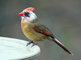 Only the male cardinal — seen right here — is red; Leucistic Female Northern Cardinal Feederwatch