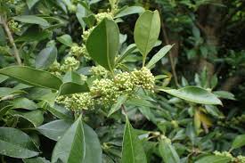 Image result for Ilex mitis