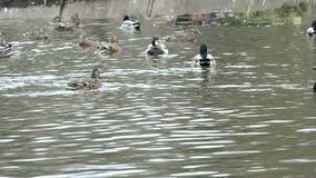 Magic with play doh balls. Ducks On A Pond Stock Video Video Of Learning Outdoors 51107107