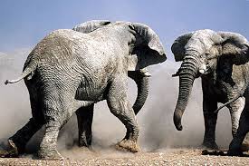 Aici găsești ultimele tale desene și anime favorite online dublate și subtitrate în română. Ce Trebuie SÄ FaceÈi Atunci Cand IntalniÈi Animale Periculoase Sfaturi De Calatorie