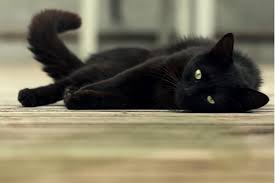 You're in the right place. 210 Popular Names For Black Cats We Re All About Cats