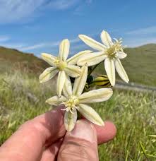 Image result for Tragus koelerioides