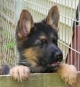 Find purebred German Shepherd Dog breeders nearest you