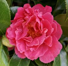 Pink Camellia Flower Camellia Flower Flowers Floral Arrangements