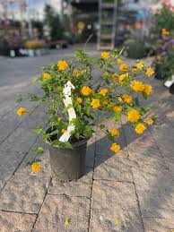 Image result for Kerria japonica