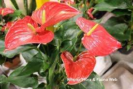 Image result for Anthurium andraeanum