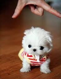 How much does a maltese teacup cost? 510 Micro Teacup Maltese Ideas Teacup Maltese Teacup Puppies Maltese Puppy