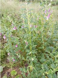 Image result for Ceratotheca sesamoides