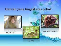 Haiwan yang tinggal dalam sarang burung tebuan lebah. Tempat Tinggal Haiwan Pendidikan Prasekolah