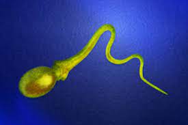 Vom Leben Der Spermien Young Direct