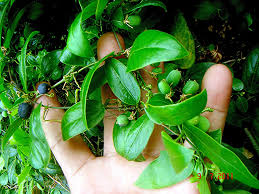 Image result for Passiflora suberosa