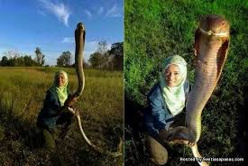 Dan semua mimpi mempunya arti tafsir mimpi mendaki gunung atau puncak. Mengenal Jenis Jenis Ular Berbisa Di Malaysia Sentiasa Panas