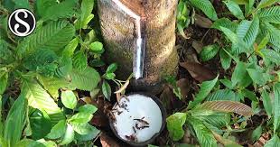 Bia hirta could not infect the rubber tree and was a rubber plantations. Lasiodiplodia Theobromae Fungus Causing Stem Canker Disease On Rubber Tree Hevea Brasiliensis In Indonesia Scialert Responsive Version