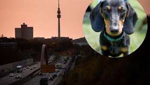 Dortmund 50 Tiere In Zuchtbetrieb Von Schlimmer Tierqualerei Betroffen Dortmund