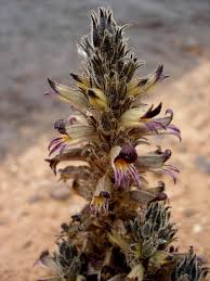 Image result for Orobanche