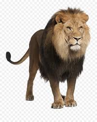 All of these white lion resources are for free download on pngtree. Lion Png Images And Clipart Free Download Animal Lion White Background Lion Roar Png Free Transparent Png Images Pngaaa Com