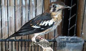 Apr 06, 2021 · download suara burung mp3 ⭐masteran pancingan terapi vareasi kicauan dan terlengkap dan mudah untuk di download secara gratis omkicau Decu Kembang Gacor Burung Decu Kembang Jawa Jantan Bahan Shopee Indonesia Berikut Ini Beberapa Suara Decu Kembang Asli Untuk Masteran Dallas Cheerleaders Nude