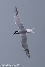 Turning Tern Sea Birds Arctic Tern Birds Flying