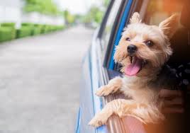 Uber expects that the puppies will be limited due to high demand. Uber Will Soon Enable Pet Friendly Rides For A Fee Techspot