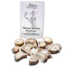 They are obtained by taking imaginary slices perpendicular to the main axis of organs, vessels, nerves, bones, soft tissue, or even the entire human body. Natural Skeletal Structures Cross Section Of Long Bone Preserved Bones Skeletons Dissection Preserved Specimens Education Supplies Nasco