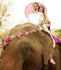 Database Error Elephant Wedding Chiang Mai Thailand Elephants