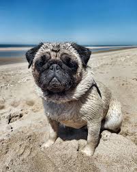 Pug Crazy Com In 2020 Cute Baby Animals Cute Animals Pugs
