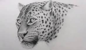 We did not find results for: How To Draw A Leopard Face For Beginners Pencil Sketch