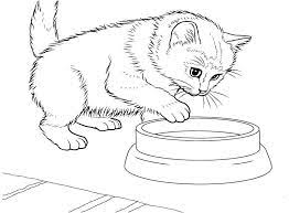 Kittens for kids cat fat2304. Pin On Zhivotnye