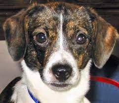 Mar 02, 2021 · the jack russell terrier is usually not entirely brindled but can have parts of their coat that carry it. Brindle Jack Russell Terrier Chihuahua Mix Pets Lovers