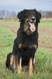 Der Hovawart Ist Ein Mittelgrosser Kraftiger Hund Mit Langem Leicht Gewellten Haarkleid Die Widerristhohe Eines Ausgewachs Hovawart Hund Hovawart Hunderassen