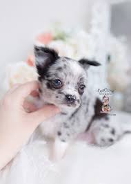 Our policy is to be exact, as possible, when estimating full grown size and will give complete disclosure with each baby because we believe happy new owner creates a happy chihuahua and that is what we are all about. Blue Merle Teacup Chihuahua Cheap Buy Online