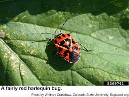 Harlequin Bug | Nc State Extension Publications